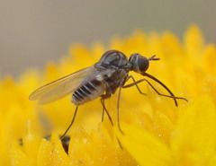 Apolysis