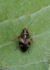 Cyphodema instabilis