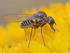 Apolysis