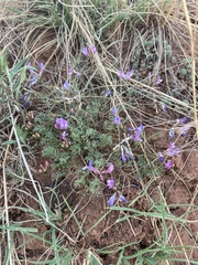 Astragalus angarensis