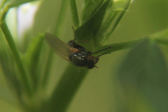 Acalyptratae