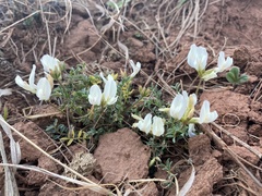 Astragalus ionae