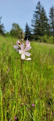 Sidalcea campestris