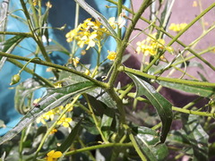 Brassicaceae