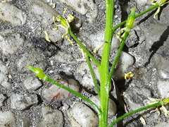 Brassicaceae