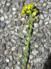 Brassicaceae