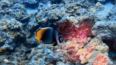 Heniochus singularius