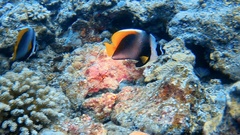 Heniochus singularius