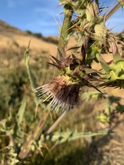 Cirsium fontinale