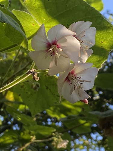Pink snowball (Dombeya burgessiae)