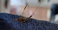 Ephemera danica