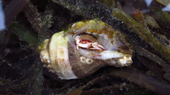 Pagurus ochotensis