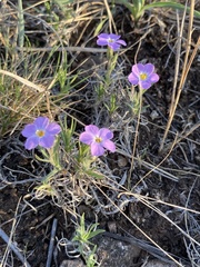 Phlox sibirica