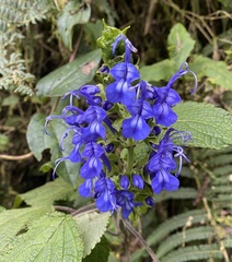 Salvia pichinchensis