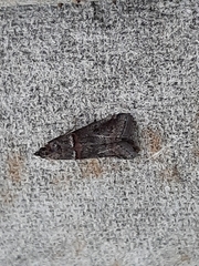Acrobasis obliqua