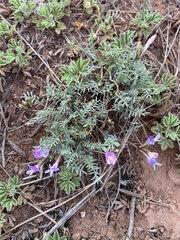 Astragalus angarensis
