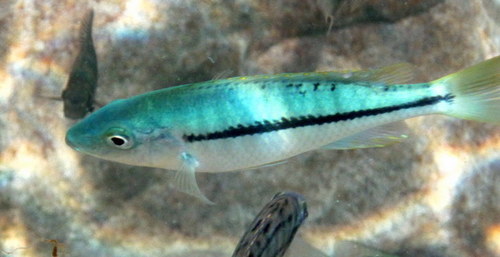 Kiwinge haplochromis (Dimidiochromis kiwinge) — Cichlidae — 4
