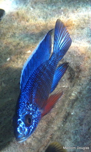 Aulonocara stuartgranti