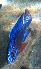 Aulonocara stuartgranti