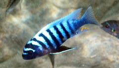 Maylandia zebra