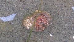 Pagurus ochotensis