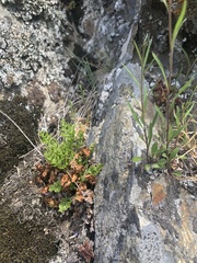 Cryptogramma acrostichoides