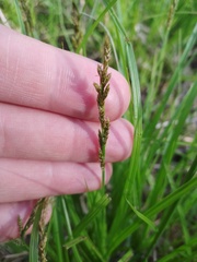 Carex elongata
