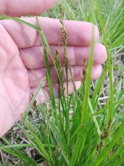 Carex elongata