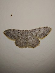 Idaea consolidata