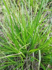 Carex elongata
