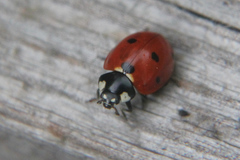 Coccinella septempunctata