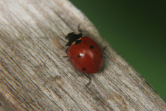 Coccinella septempunctata