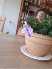 Streptocarpus saxorum