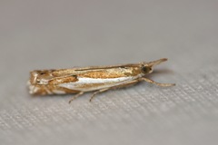 Crambus bidens