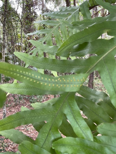 Phlebodium aureum