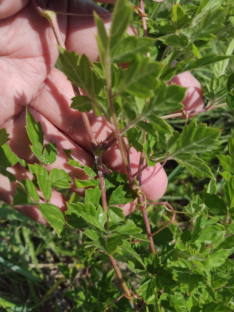 peppervine from League City, TX 77573, USA on May 18, 2022 at 1023 AM