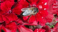 Apis mellifera