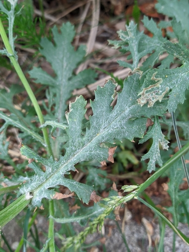 Oxford Ragwort