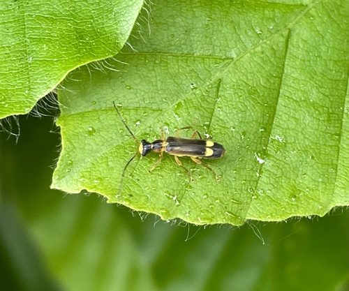 Malthinus flaveolus, Brabantse Poort, Nimwegen, Gelderland, NL, photo 6 of 10