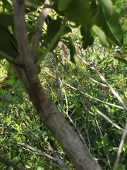 Baccharis