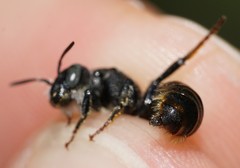Osmia rufohirta