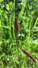 Careyanae