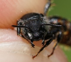 Osmia rufohirta