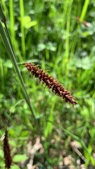 Careyanae