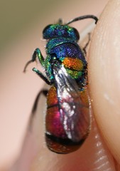 Chrysis scutellaris
