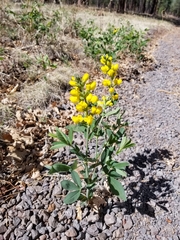 Thermopsis montana