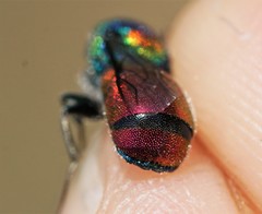 Chrysis scutellaris