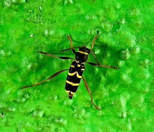 Wasp Beetle, Brabantse Poort, Nimwegen, Gelderland, NL, photo 8 of 10
