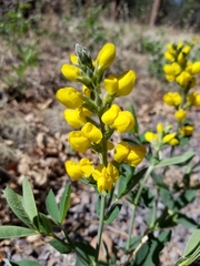 Thermopsis montana