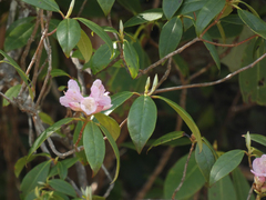 Rhododendron